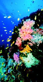 Coral Reefs In the warm, shallow water of tropical coastal oceans are coral reefs, among the most diverse and productive environments on Earth.