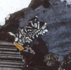 20 Fig. 15. Myrmekite with tiny quartz vermicules (white) surrounded by microcline (gray). Plagioclase (albite-twinned; black and gray); quartz (white); biotite (brown).