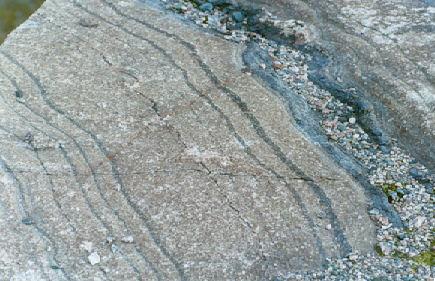 4 Fig. 2. Layered megacrystal granitic rock exposed on glaciated surface, west of junctions of Routes 537 and 69 on south side of Route 69.