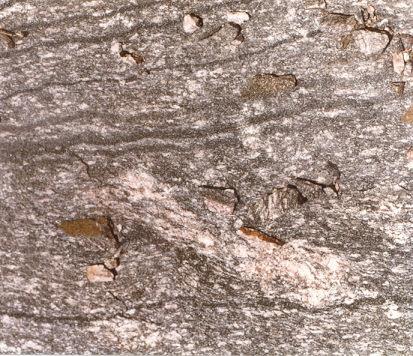 6 Fig. 4. Deformed part of more feldspathic layering has been recrystallized and replaced by microcline megacrysts; south side of Route 69.