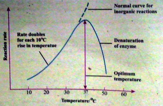 Temperature An increase in temperature increases the rate of the chemical reaction A