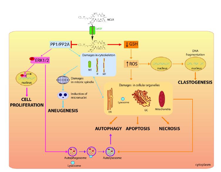 Metabolism and Toxicity of MC-LR Effects and mechanisms of toxicity of MCLR on Vero-E6 cell model Carina Menezes, Elisabete Vale rio and Elsa Dias (2013).