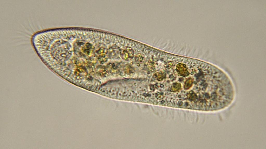 Paramecia, which can usually be found in ponds and slow-moving