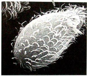 Cilia (as we will discover in greater detail later) are eyelash-like appendages covering