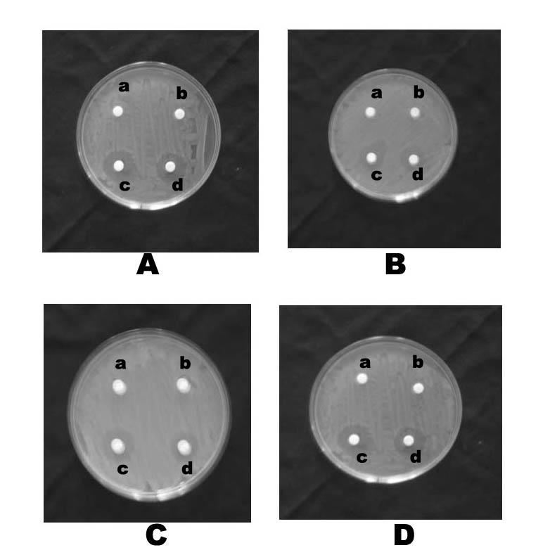 13 Antibacterial effect of silver ananoparticles by using disc diffusion assay method a -
