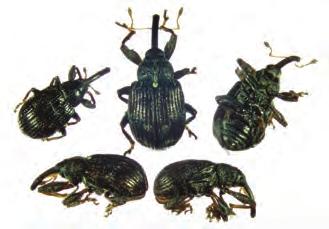Pronotum is oval/shield-like and covers much of