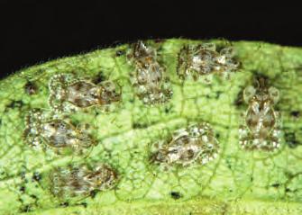 HEMIPTERA Stink Bugs, Plant Bugs, Boxelder Bugs, Scale Insects,