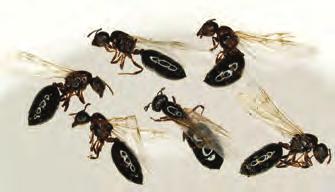 Insects in the Hymenoptera order have the following