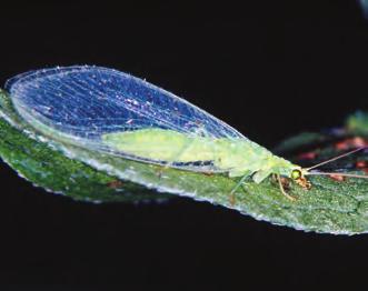 The green lacewing larva is feeding on its prey and is