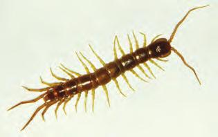 Arthropods in this class resemble millipedes by having two body regions head and trunk, and by having one