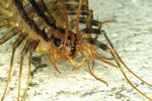 They are different in that they have longer antennae, are flattened, move rapidly, and have venomous