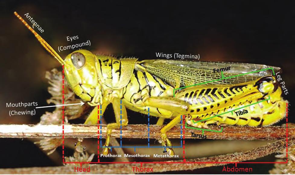 Figure 1. Grasshopper body parts and regions. Since there are numerous insect species, and because many of them are small and seldom encountered, relatively few species have common names.