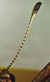 The antennae are a prominent and distinctive feature of most insects, and a pair is always present on the adult s head.