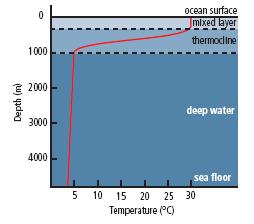 Water Temperature and Deep Currents Water temperature changes sharply to form three distinct layers: the surface (or mixed layer), the thermocline, and deep water.