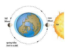 Spring Tides Spring tide: the largest tidal movements that occur when Earth, the Moon, and the Sun are in a line Spring tides occur twice per month, at full Moon (when Earth is between