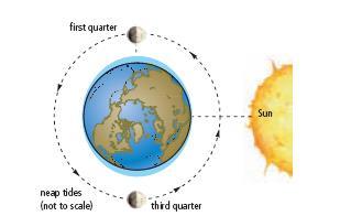 During spring tides, the Sun adds its gravitational pull to the Moon's during the new moon and pulls in the opposite direction during the full moon, producing a large tidal range Neap