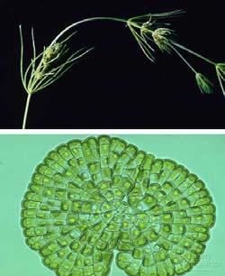Plant probably evolved from green algae called charophytes Plants and green algae have a number of homologous features, such as identical photosynthetic pigments, food storage molecules, cell walls,
