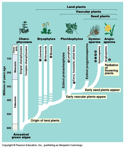 One of these lineages gave rise to seedless plants and the other gave rise to seed plants. Ferns are a modern example of seedless vascular plants.