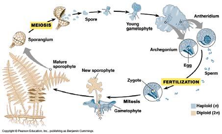 The life cycle of a fern Spores are dispersed by wind and grow into small, heartshaped gametophytes by mitosis. Today, about 95% of all plants have a dominant sporophyte generation.