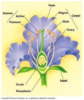 The flower is the centerpiece of angiosperm reproduction Flowers expose an angiosperm s sexual parts and are the sites of pollination and fertilization.
