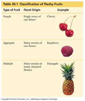 Seeds of these fruits usually pass unharmed through the animal s digestive tract and are deposited, with fertilizer, far from the parent plant.