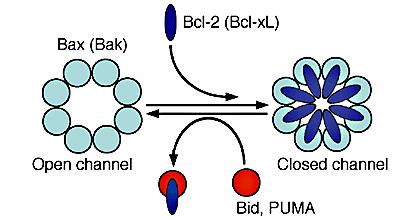 Bcl-2 and Bcl-xL contain all four BH domains.