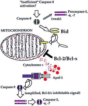 The role of mitochondria in receptor-mediated apoptosis: the cross-talk Receptor-mediated death signaling pathway should be resistant to inhibition by Bcl-2 or Bcl-xL.