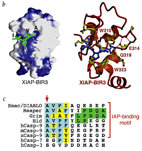 IAP-binding motif: competition between IAP-caspase interaction and IAP-Smac interaction IAP-Smac: apoptosis