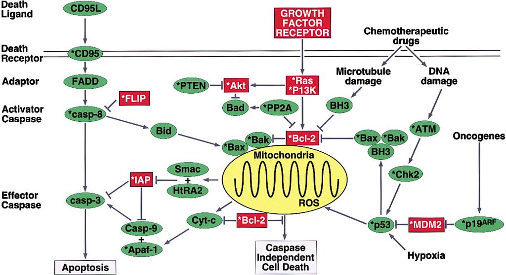 Apoptosis and cancer Since mitochondrial changes may be lethal, whether or not caspases are activated, tumor cells often express antiapoptotic proteins that act on the level of the mitochondria, such