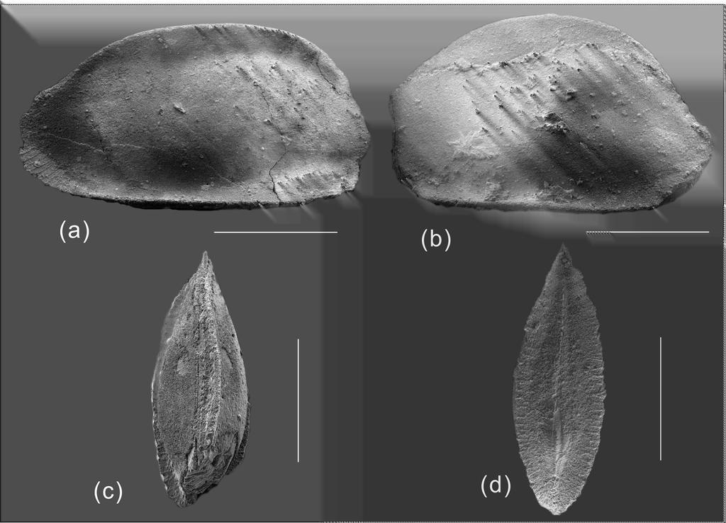 344 J. Song and Y. Gong: A new Devonian ostracod genus Remarks: Wangshangkia bailouiensis n. gen., n. sp.