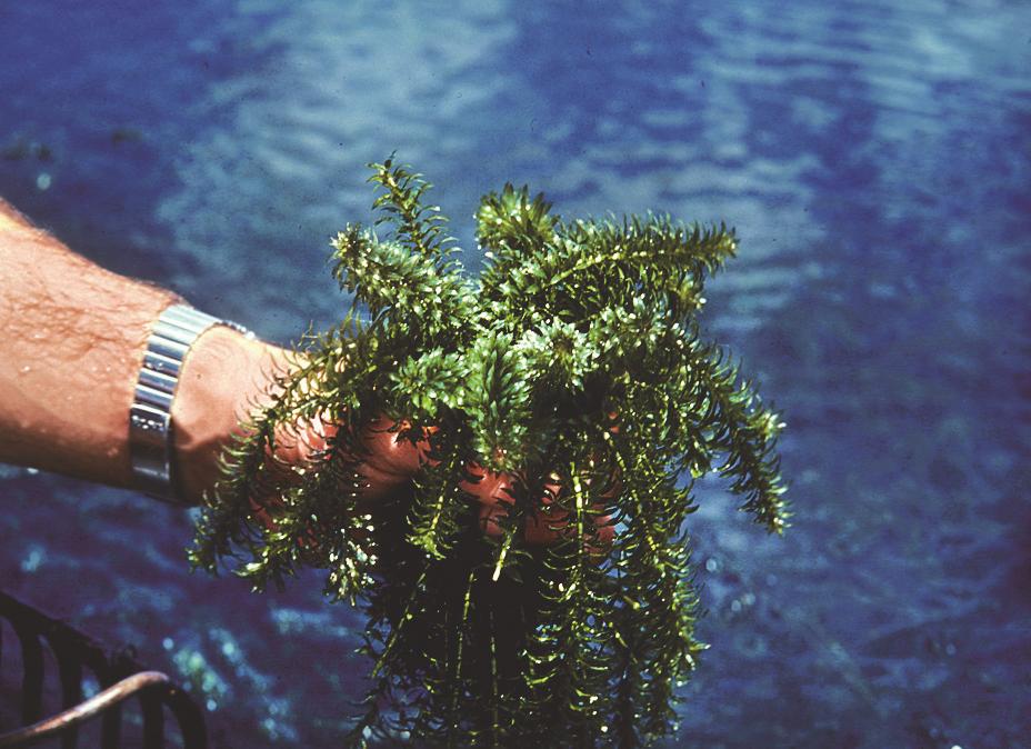 Reproduction Dioecious hydrilla can only spread by vegetative means such as plant fragments because it does not produce seeds.