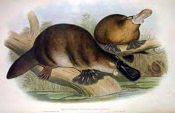 Chapter 29 Vertebrates 819 (a) (b) Figure 29.37 (a) The platypus, a monotreme, possesses a leathery beak and lays eggs rather than giving birth to live young. (b) The echidna is another monotreme.