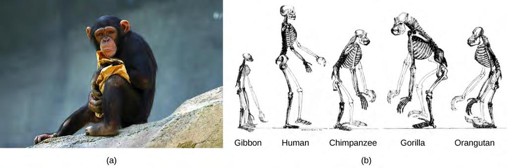 Chapter 29 Vertebrates 821 brains proportionate to body size. The apes are divided into two groups. The lesser apes comprise the family Hylobatidae, including gibbons and siamangs.