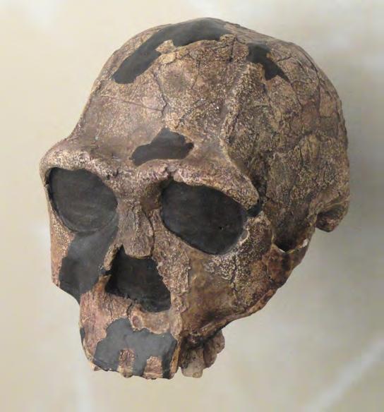 8 million years ago (Figure 29.44). It is believed to have originated in East Africa and was the first hominin species to migrate out of Africa. Fossils of H.