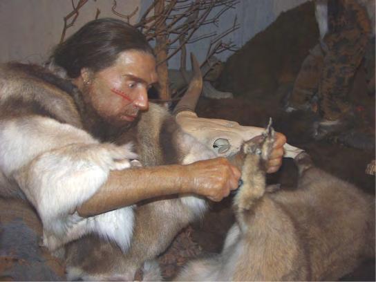 826 Chapter 29 Vertebrates Figure 29.45 The Homo neanderthalensis used tools and may have worn clothing.
