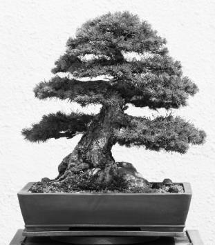 (1) Environmental Competition for a named factor d) If the Bonsai tree was planted outside in a field would it grow larger?