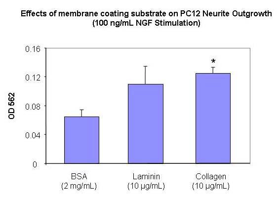 Figure 3. Experiment showing stimulation of neurite outgrowth from PC-12 cells in response to a range of membrane coating substrates.