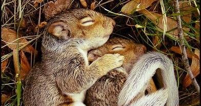 On Your Best Behavior 2. Hibernation is a long period of inactivity that is like sleeping.