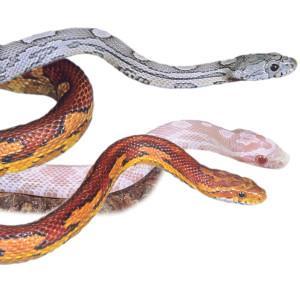 Living Things Change Every organism is slightly different from every other organism. For example, corn snakes come in many colors and patterns.