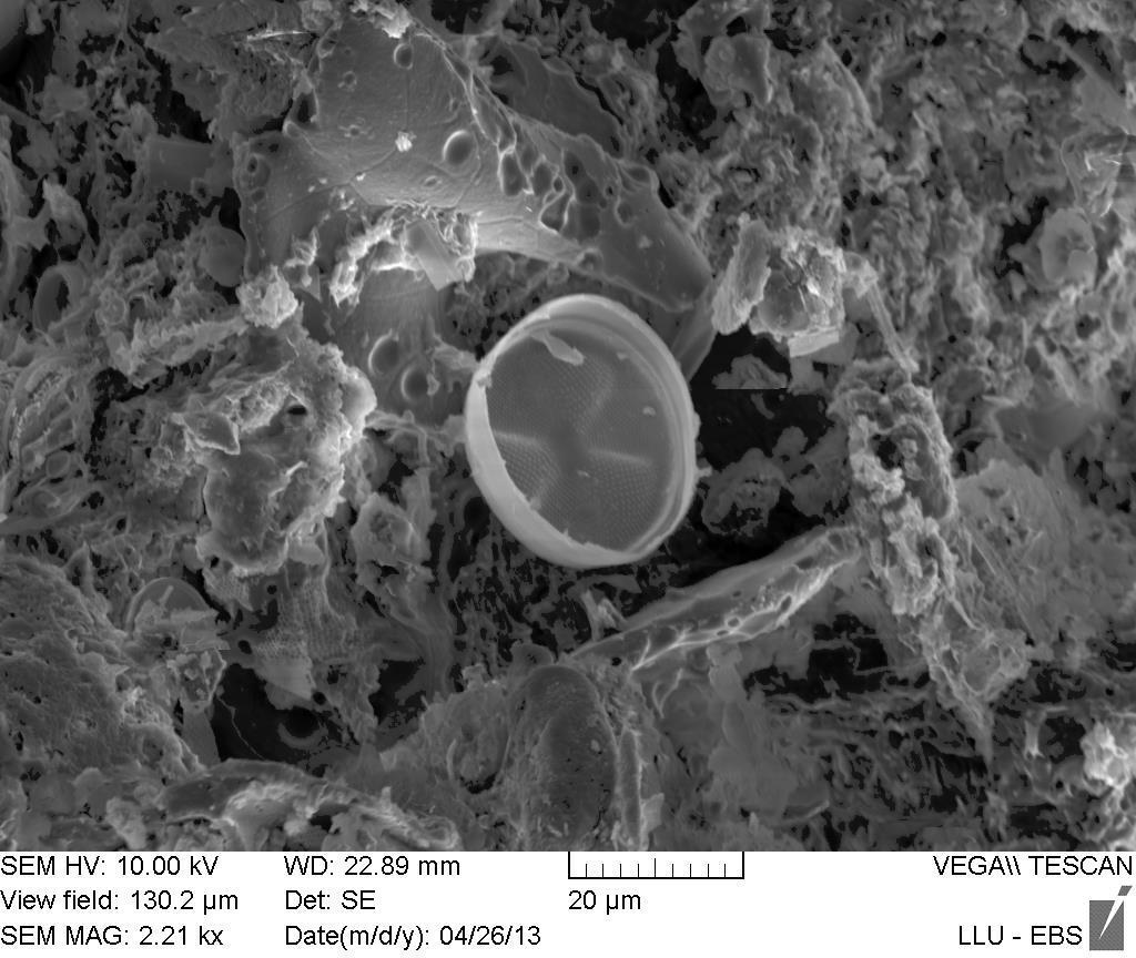 Figure 11. SEM image of volcanic glass and diatom frustules from sediment surrounding whale.