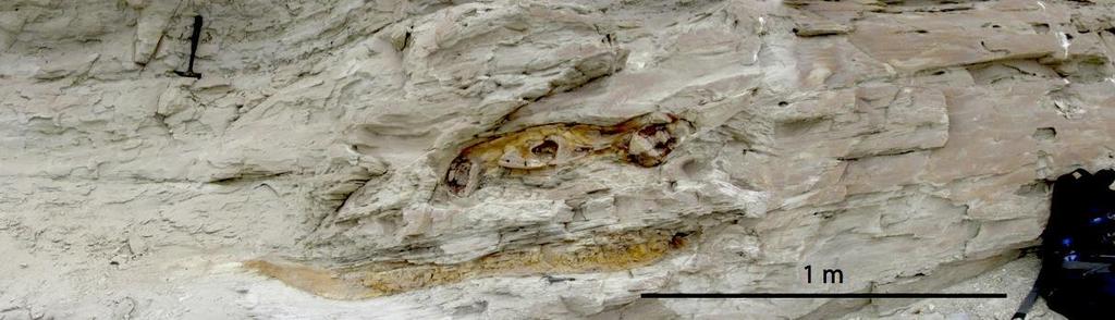 Figure 20. Cross section of Whale 2 at the Antenna location. The dip of the bedding at this outcrop is a few degrees off of horizontal.