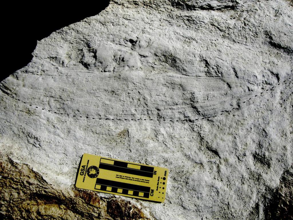 Figure 36. Large swale, with a wavelength of about 60 cm, in tuff below whale (Unit 2).