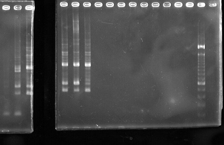 DNA Analysis (courtesy D. Ayres) Gel image of S. anglica (first 2 lanes) and S.