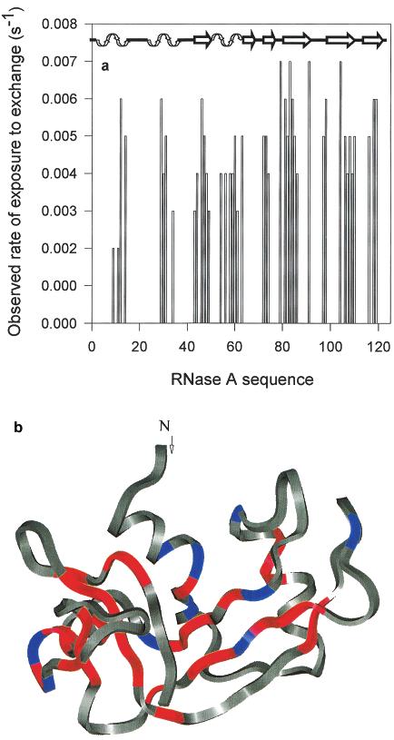 Biochemistry Pulse-Labeled HX Study of RNase A Unfolding G FIGURE 6: (a) Rates of exposure of backbone amide sites observed by pulse-labeled hydrogen exchange.
