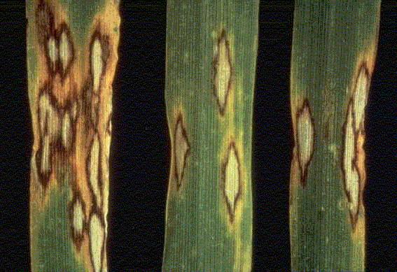 Introduction Fungal pathogen Rhynchosporium secalis Diseases (scald) caused on barley, rye, triticale and other grasses Reference:https://www.anbg.gov.