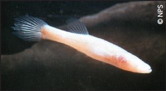 Why Do Cave Fish Lose Their Eyes? How evolution can lead to losing abilities as well as gaining them This StepRead is based on an article provided by the American Museum of Natural History.