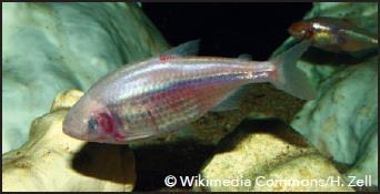 Two Answers Most of what we know now is based on the study of one species of cave fish. This species is the Mexican tetra.