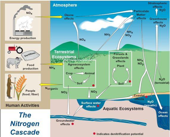 Unintended nitrogen deposition lead to a nitrogen cascade One atom of fixed nitrogen can cause multiple effects in the atmosphere, in terrestrial ecosystems, in freshwater and marine systems, and on