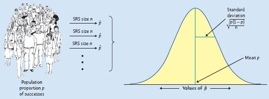 Sampling distribution of a proportion p When randomly sampling from a population with proportion p of successes, the sampling distribution of the sample proportion p [ p hat ] has