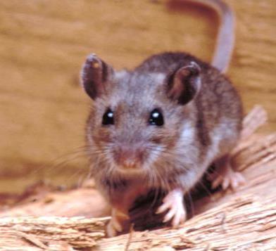 Deer mice (Peromyscus maniculatus) have a body length (excluding the tail) known to vary Normally, with a mean body length µ = 86 mm, and standard deviation σ = 8 mm.